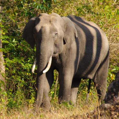 Elephas maximus indicus