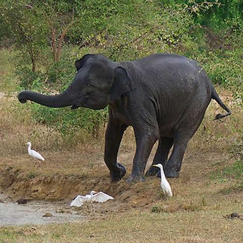Elephas maximus maximus