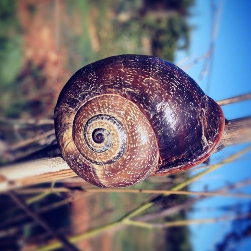 Caracol cabrilla