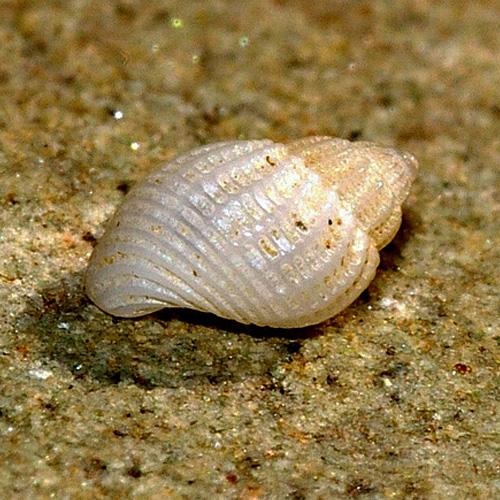 Tipo de caracol Alvania lactea