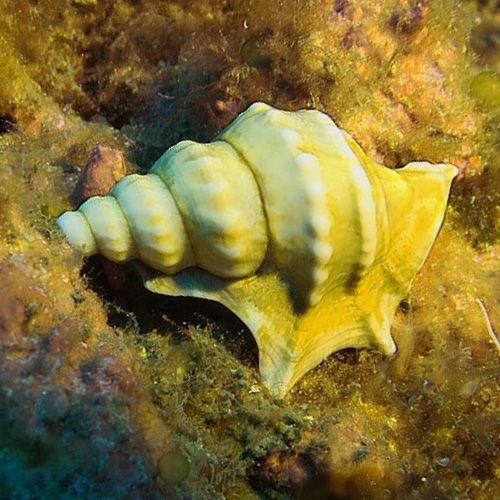 Aporrhais pespelecani
