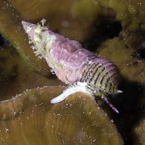 Bittium reticulatum