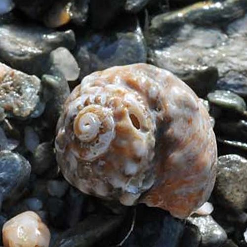 Peonza plana