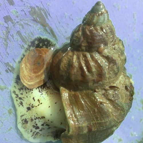 Especie de caracol Buccinum undatum