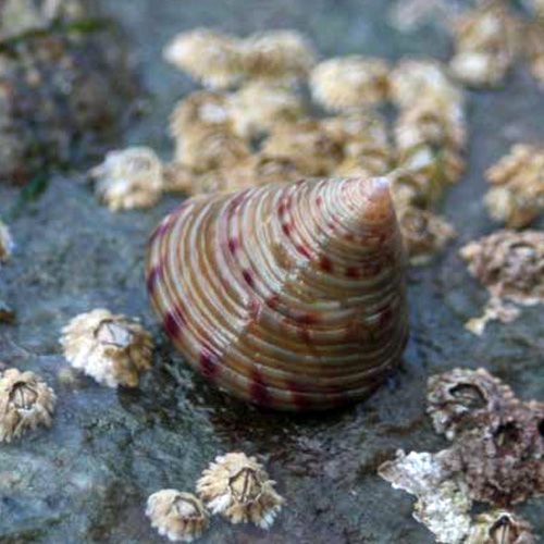 Peonza de mar