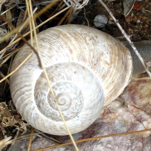 Caracol vaqueta