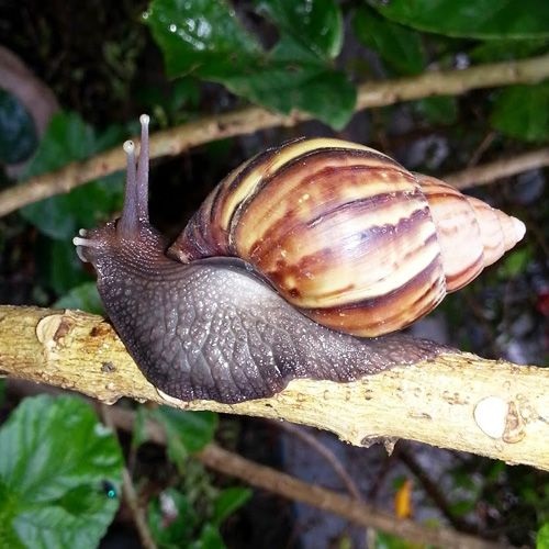 Caracol gigante africano