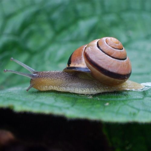 Especies de caracol moro