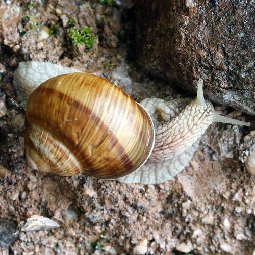 Tipo de caracol romano