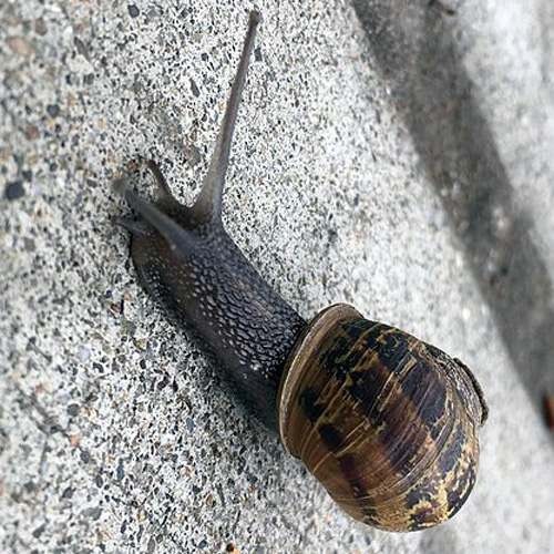 Caracol común de jardín