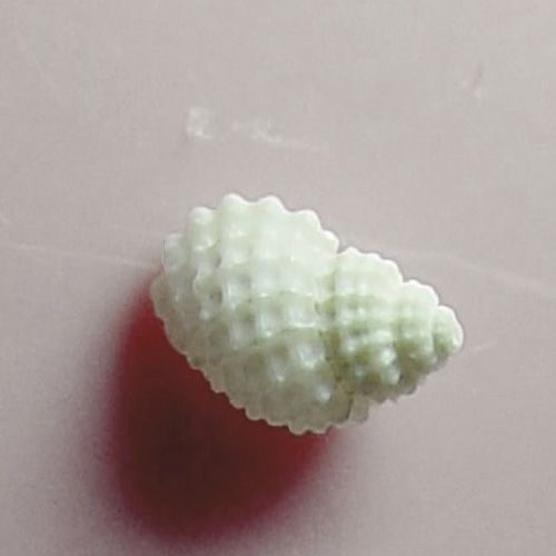 Alvania cancellata