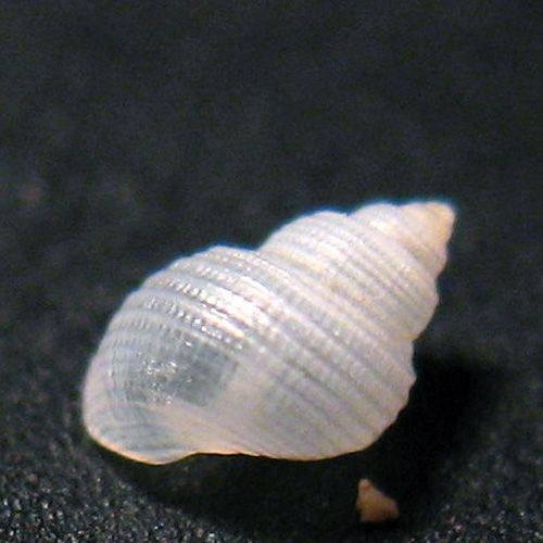 Alvania carinata