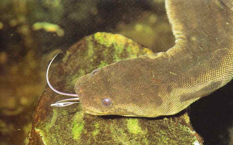 Especie serpiente trompa de elefante