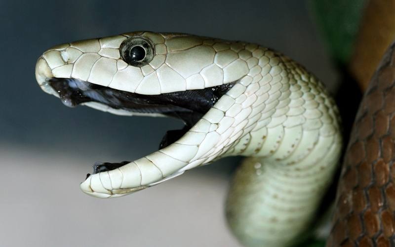 Especie mamba negra