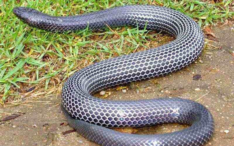 Especie serpiente lustrosa