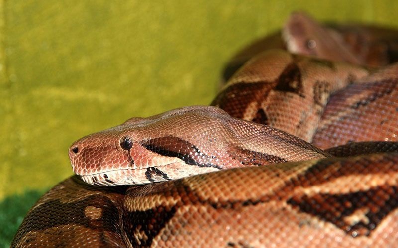 Especie boa