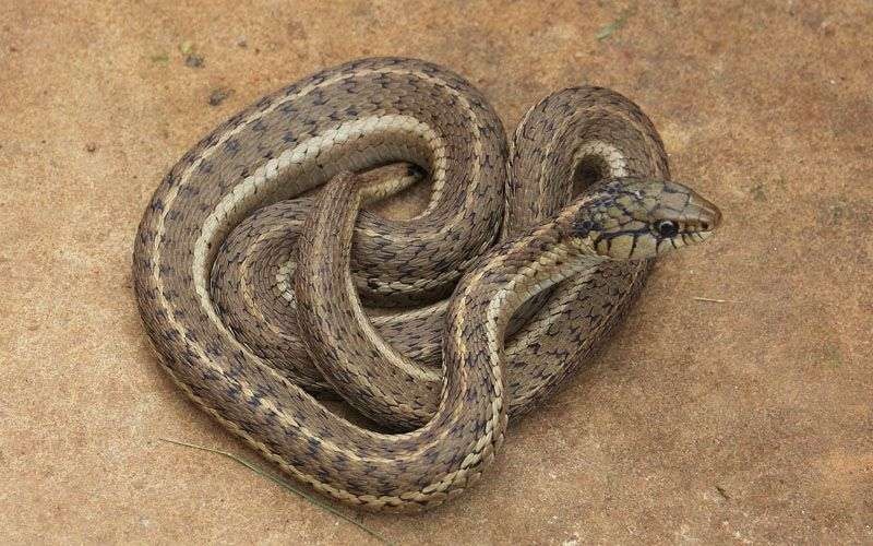 Especie culebra