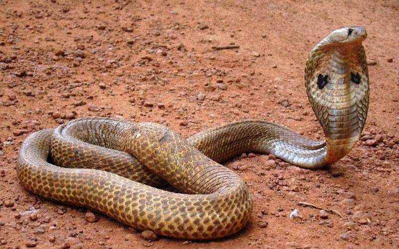 Especie cobra