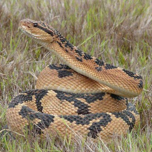 Especie cascabel muda