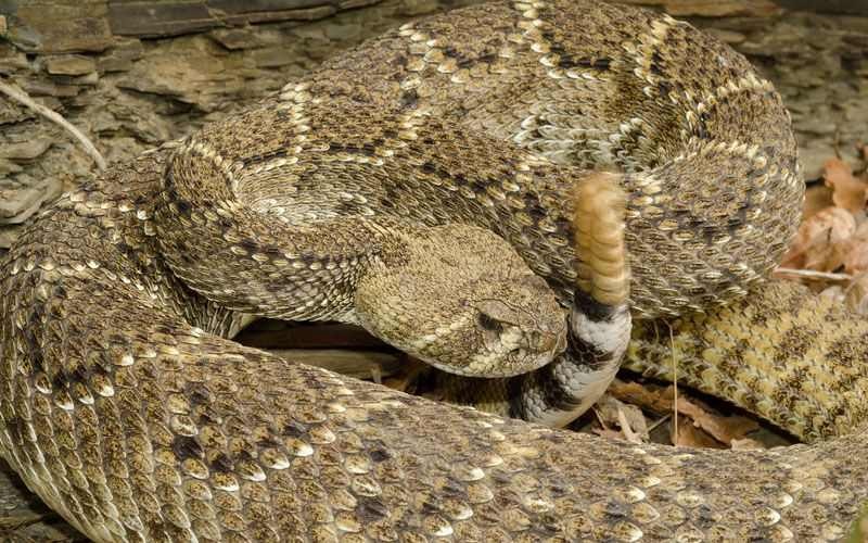 Especie serpiente de cascabel