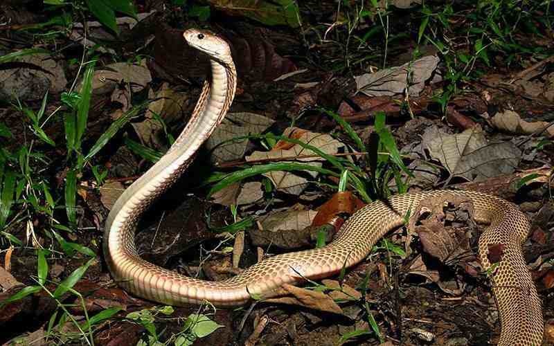 Especie Cobra filipina