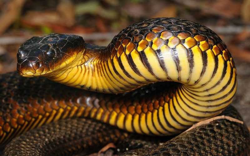 Especie serpiente tigre