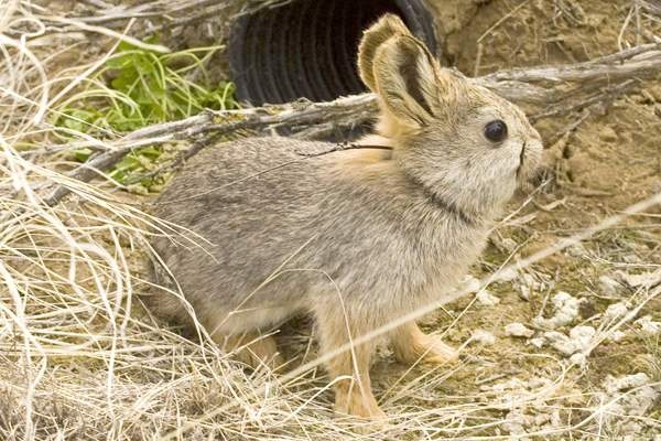 Especie de conejo pigmeo