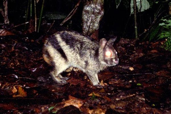 Conejo a rayas de Sumatra