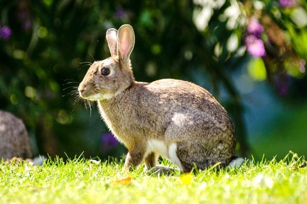 Tipo de conejo europeo