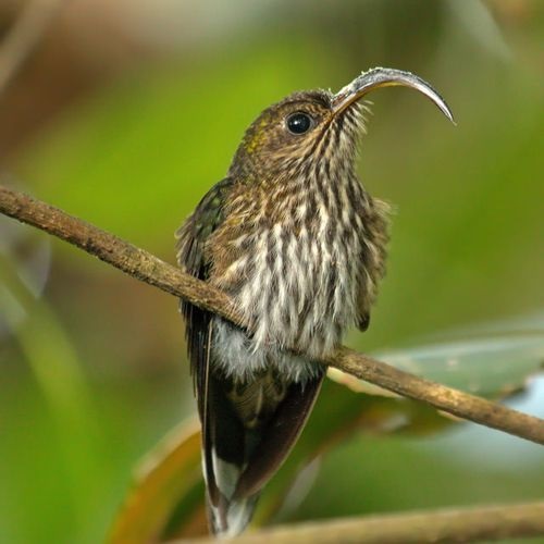 Especie picohoz coliverde