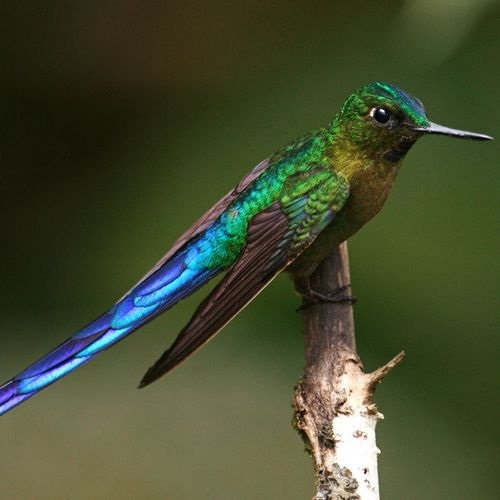 Especie silfo celeste