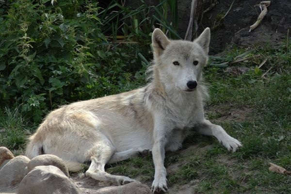 Lobo siberiano
