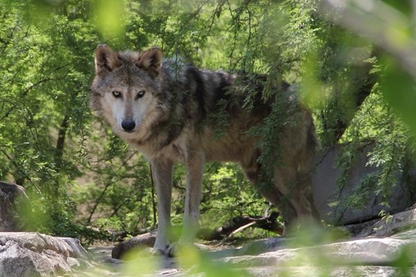 Tipo de lobo mexicano