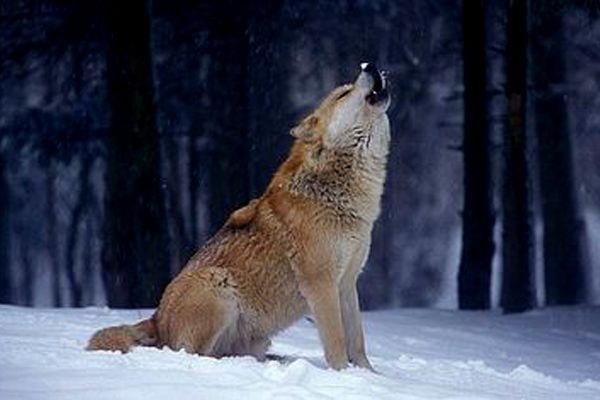 Lobo de Baffin