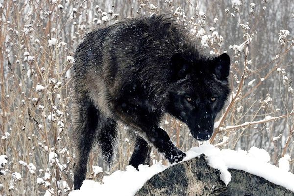 Lobo de Yukón
