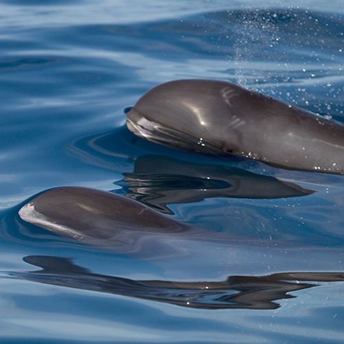 Especie Orca pigmea