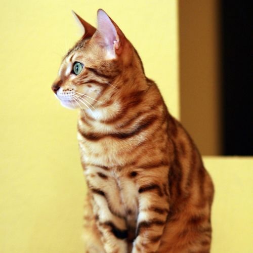 Gato Raza bengala