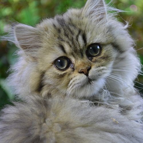 Gato Raza persa