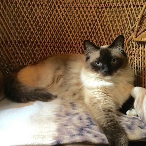 Gato Raza Himalaya 