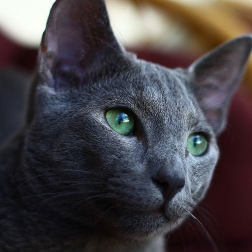 Gato Raza azul ruso