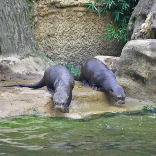 Especie nutria gigante