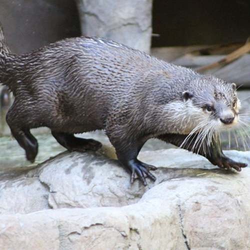Especie nutria sin garras