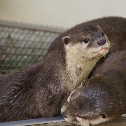 Especie nutria enana