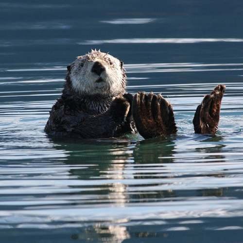 Especie nutria marina