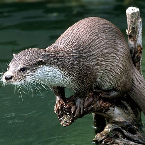 Especie nutria Europea