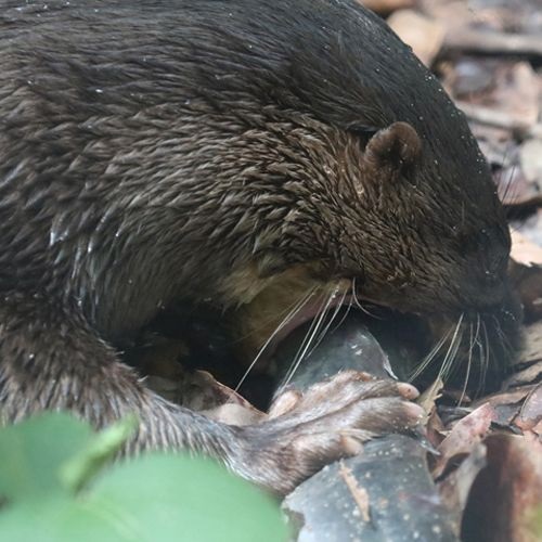 Especie nutria de Sumatra