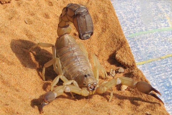 Especies de escorpión: Androctonus australis