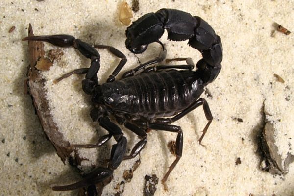 Androctonus crassicauda