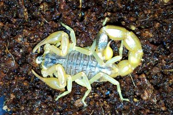 Mesobuthus martensii
