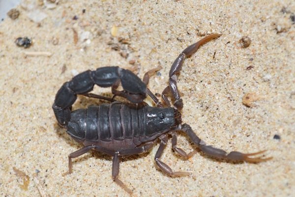 Parabuthus transvaalicus